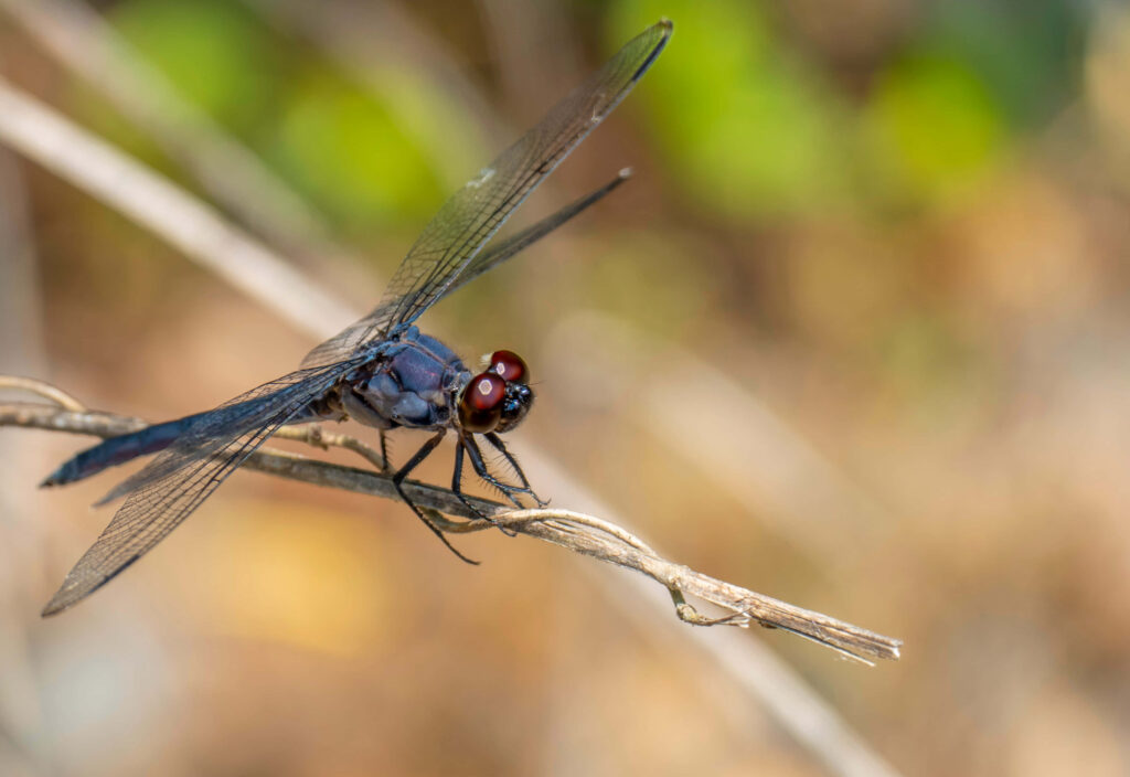 Stunning Red Dragonfly Wallpaper: Close-Up Detail on Twig
