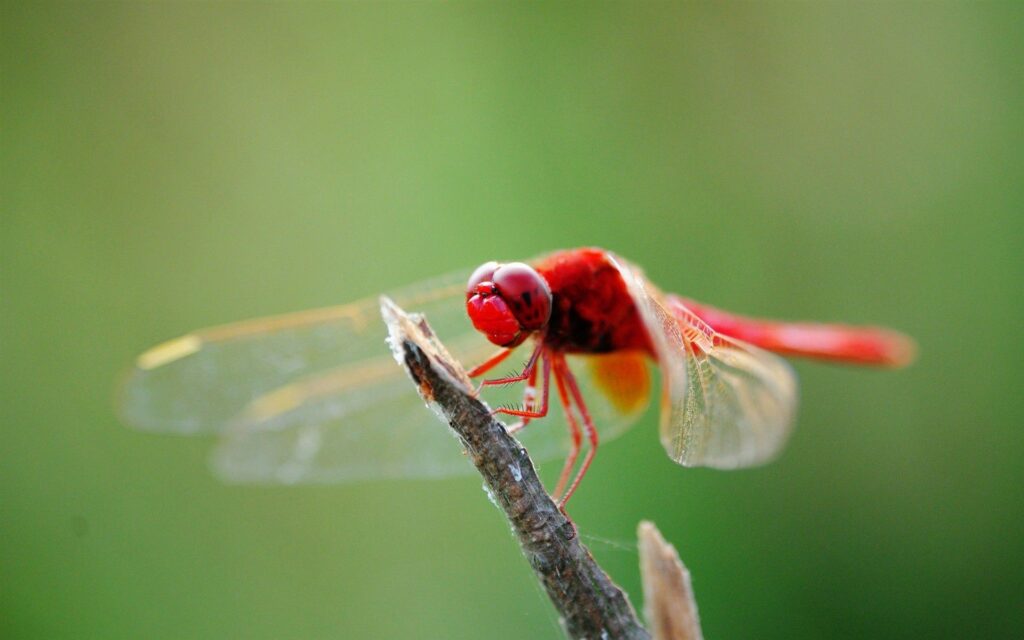 Vibrant Red Dragonfly on Branch – Stunning Wallpaper Background