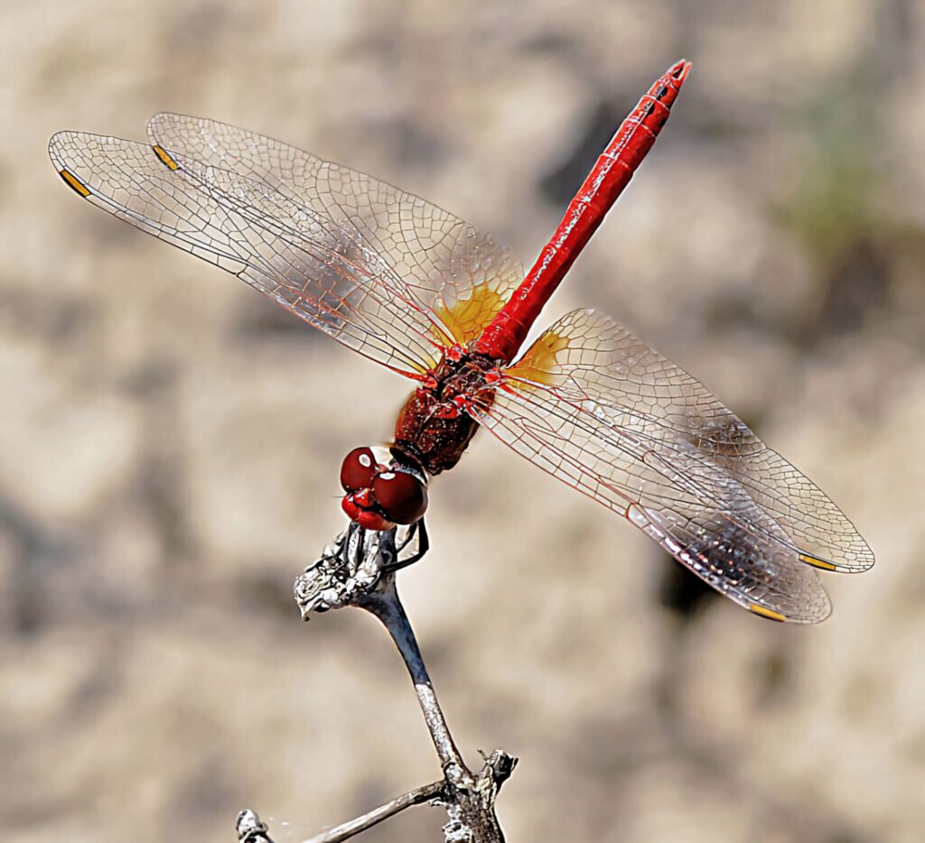 Majestic Red Dragonfly Wallpaper: Intricate Wings & Vivid Hues