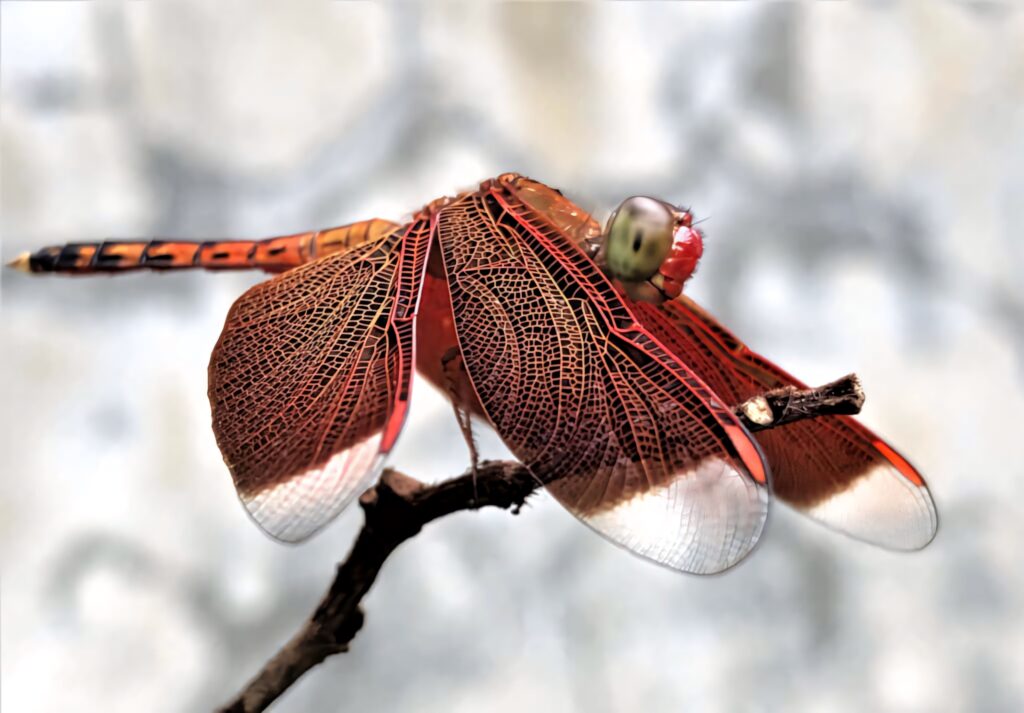 Stunning Dragonfly Wallpaper: Close-Up with Intricate Wing Details