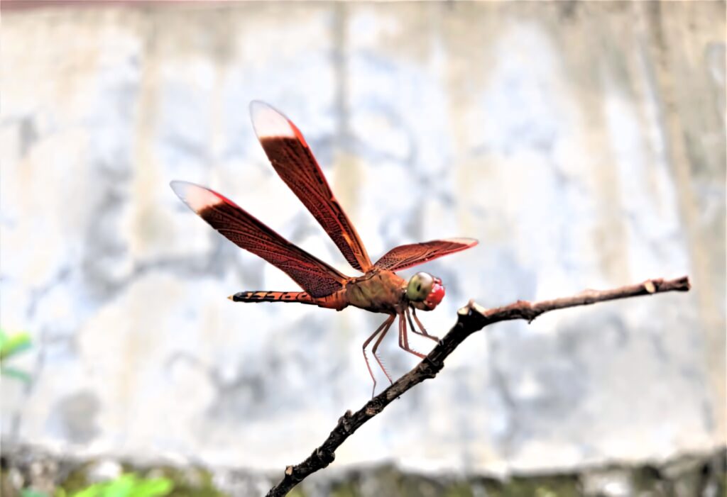 Stunning Red Dragonfly Wallpaper: Vibrant Nature Background