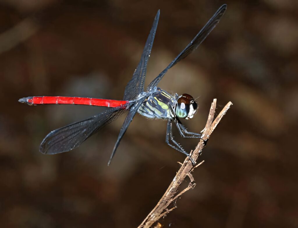 Stunning Red Dragonfly Wallpaper: Vivid Details & Delicate Wings