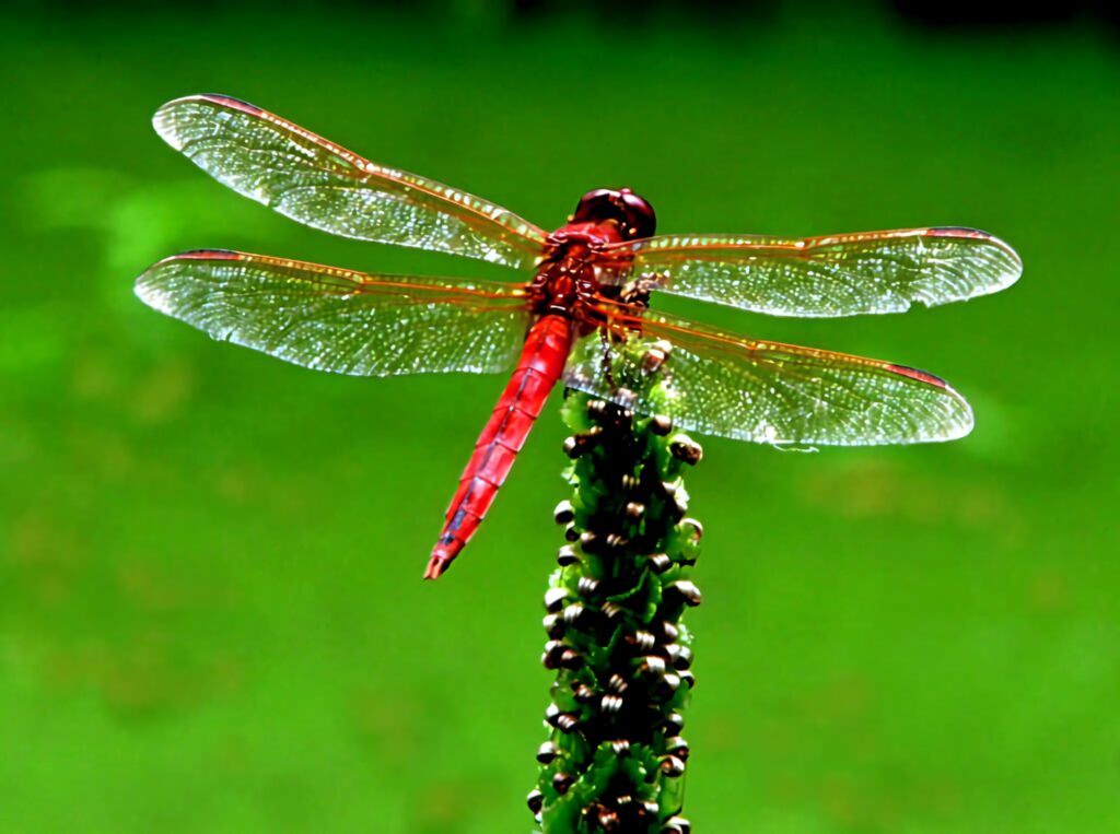 Stunning Red Dragonfly Wallpaper on Lush Green Background
