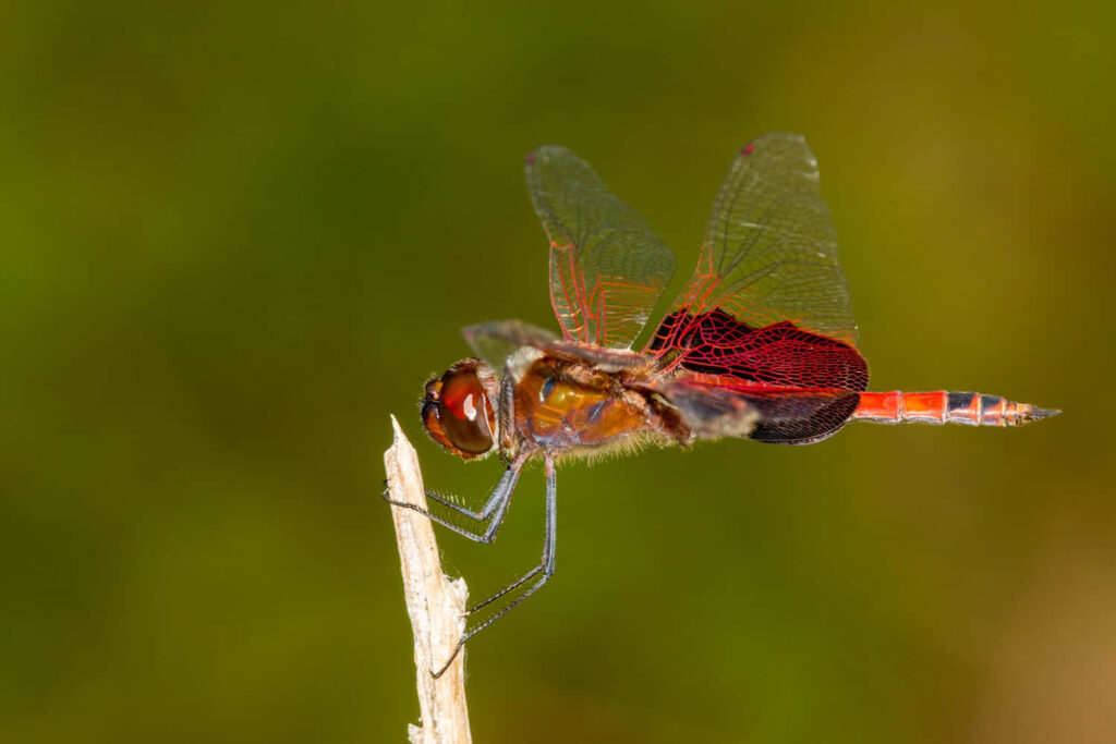 Stunning Red Dragonfly Wallpaper: Nature's Beauty in Green