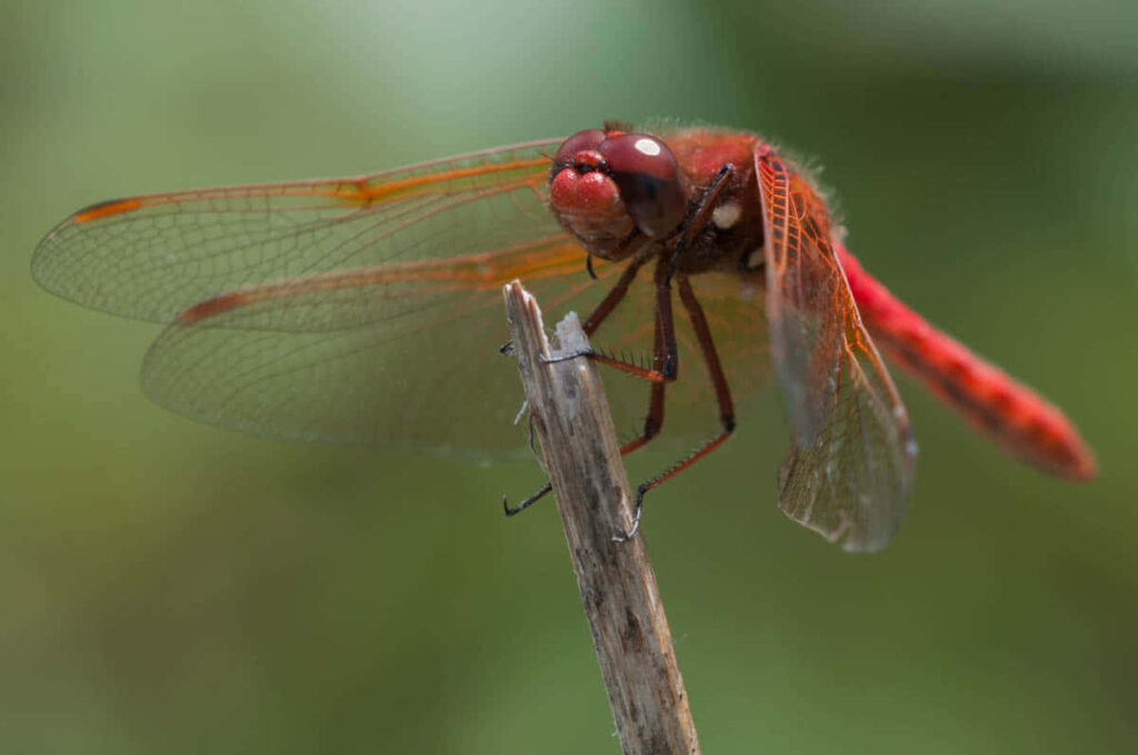Stunning Red Dragonfly Wallpaper: Intricate Wings on Green Background