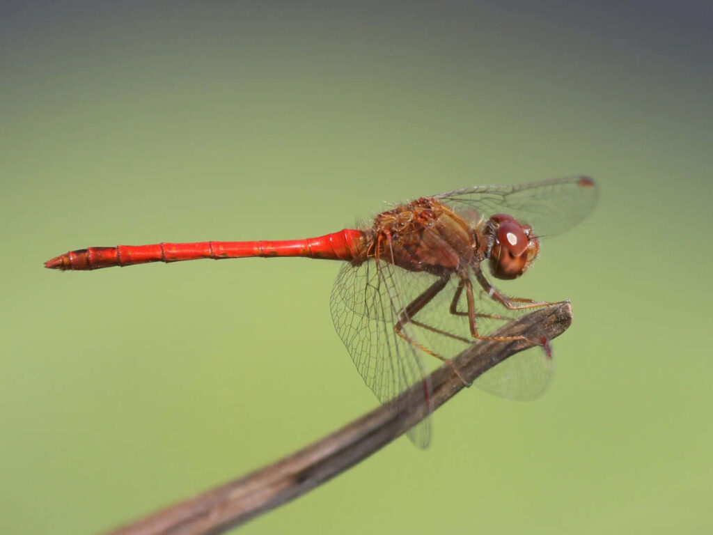 Stunning Red Dragonfly Wallpaper - Vibrant Colors & Soft Background