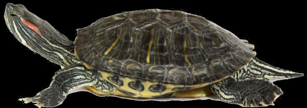 Red-Eared Slider Turtle Profile: High-Res Wallpaper with Textured Shell