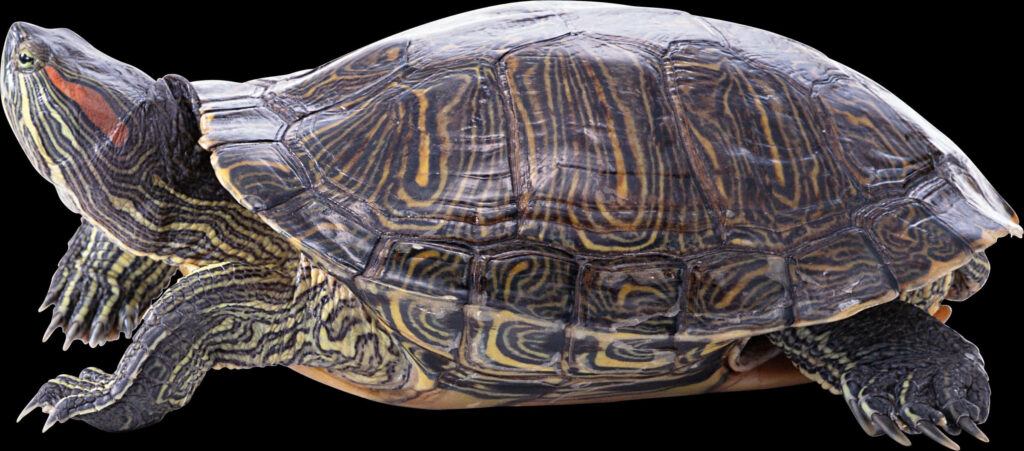 Vibrant Red-Eared Slider Turtle Wallpaper on Black Background