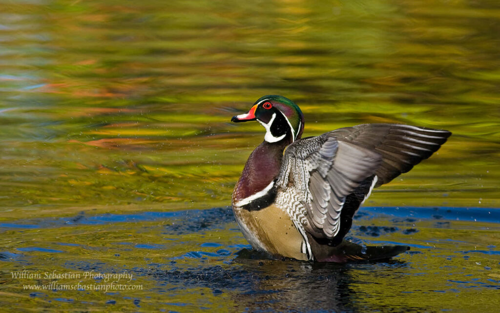 Vivid Red-Eyed Duck Wallpaper for Nature Lovers and Hunters