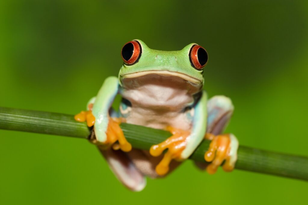 Vivid Red-Eyed Tree Frog Wallpaper: Stunning Nature Close-Up