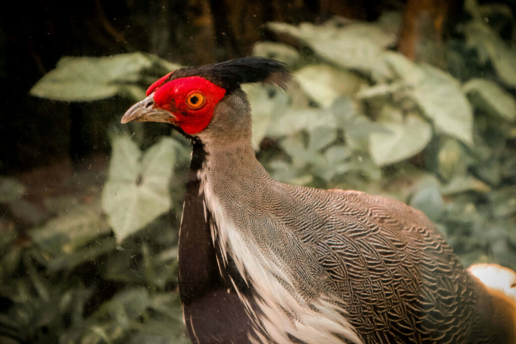 Stunning Red-Faced Pheasant in Lush Green Background Wallpaper