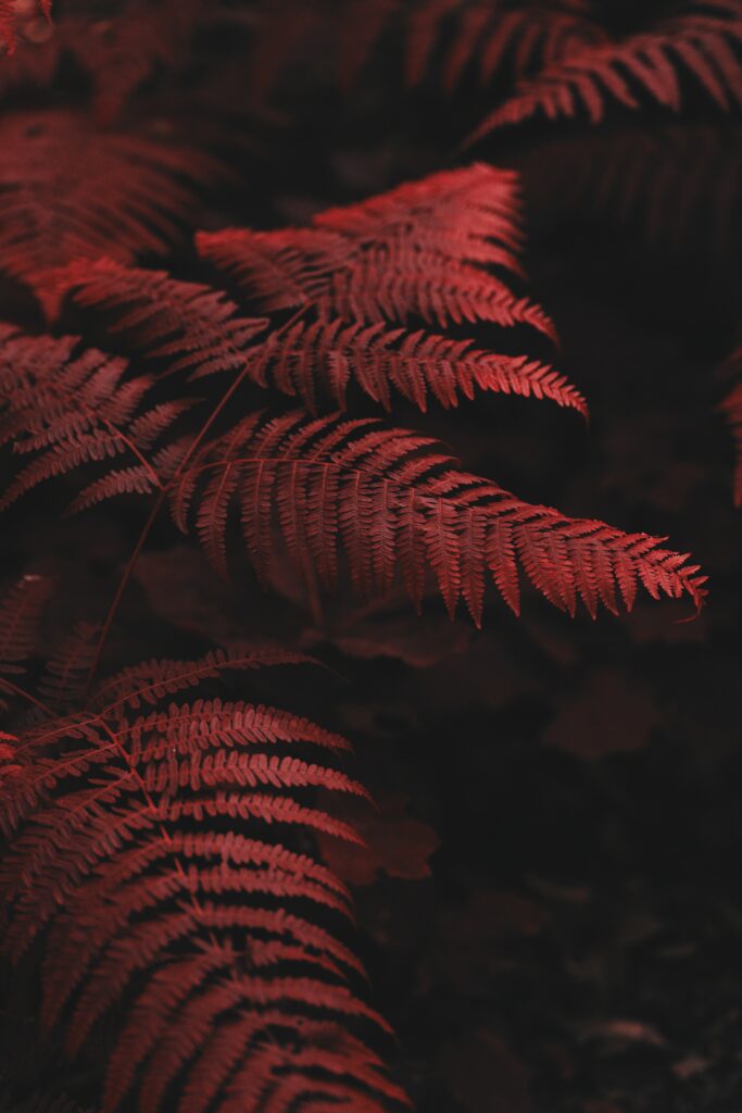 Vibrant Red Fern Leaves: Intricate Macro Wallpaper Background