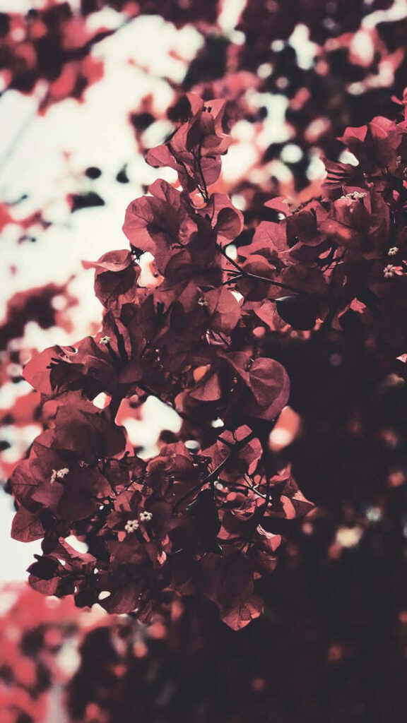 Close-Up Tree with Red Flowers - Elegant Wallpaper for Your Background