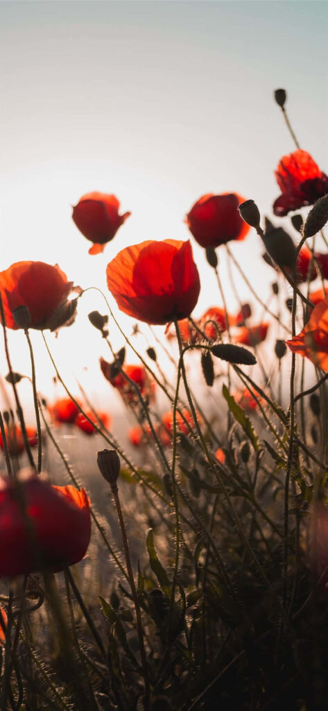 Stunning Red Flower Wallpaper: Nature's Serene Bloom in Sunlight