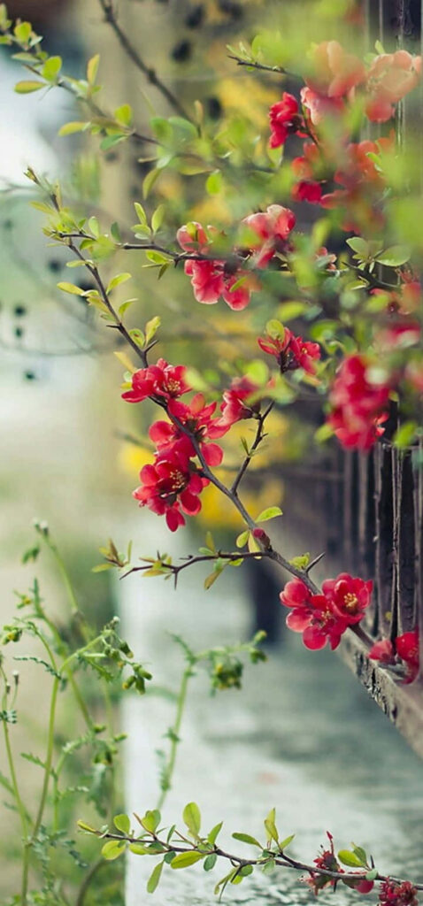 Stunning Red Flower Wallpaper: Elegant Floral Design Background