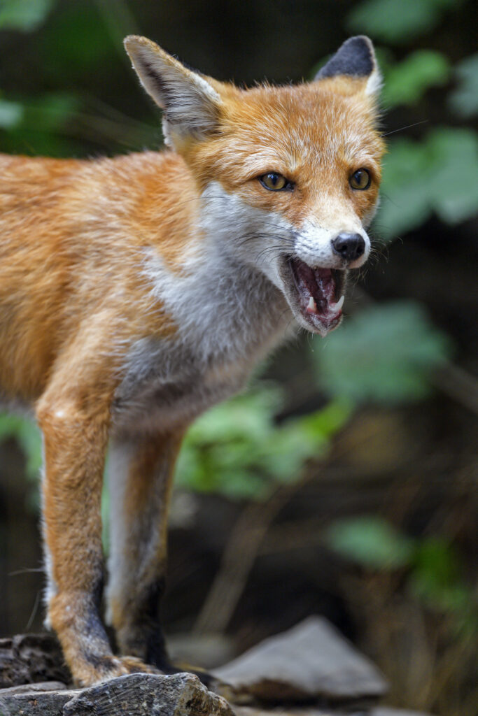 Vivid Wallpaper of Alert Red Fox in Natural Outdoor Setting