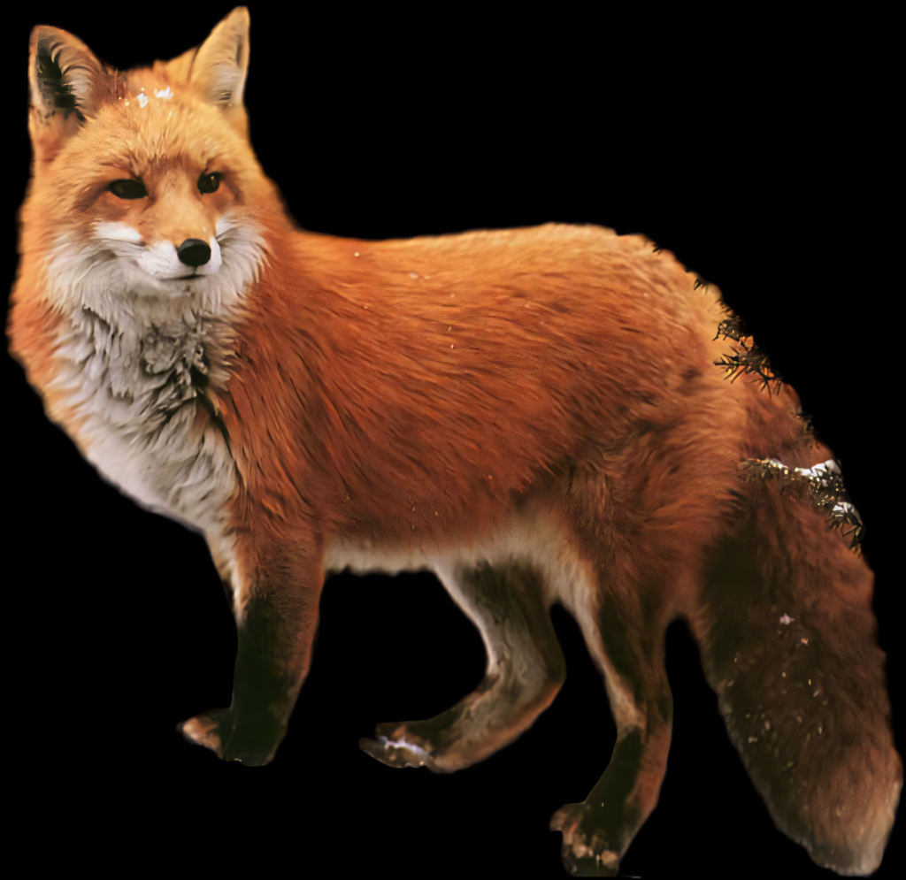 Striking Red Fox Wallpaper on Dramatic Black Background