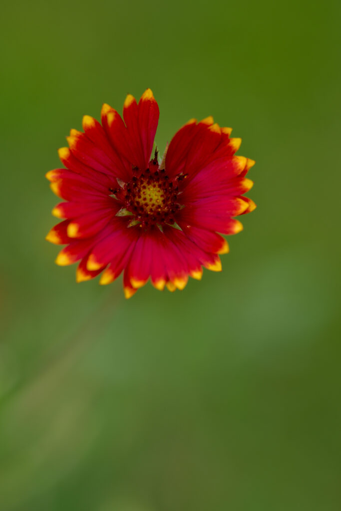 Vibrant Red Gaillardia Flower Wallpaper with Green Blur Background