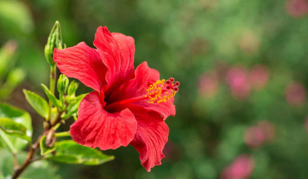 Vibrant Red Hibiscus Flower Wallpaper with Lush Green Background