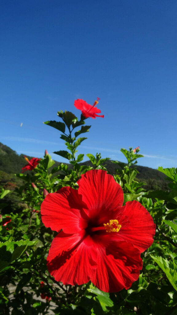 Vibrant Red Hibiscus Against Clear Blue Sky: A Serene Nature Background Wallpaper
