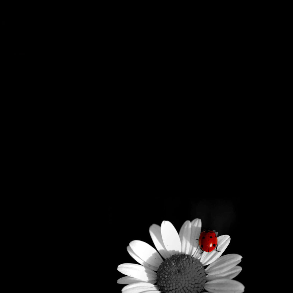 Vivid Red Ladybug on White Daisy: Stunning Contrast Wallpaper