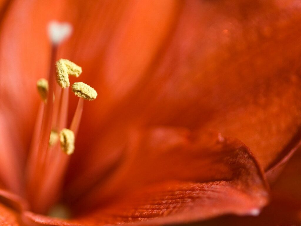 Red Lily Close-Up: Vibrant Petals & Bright Stamens Wallpaper