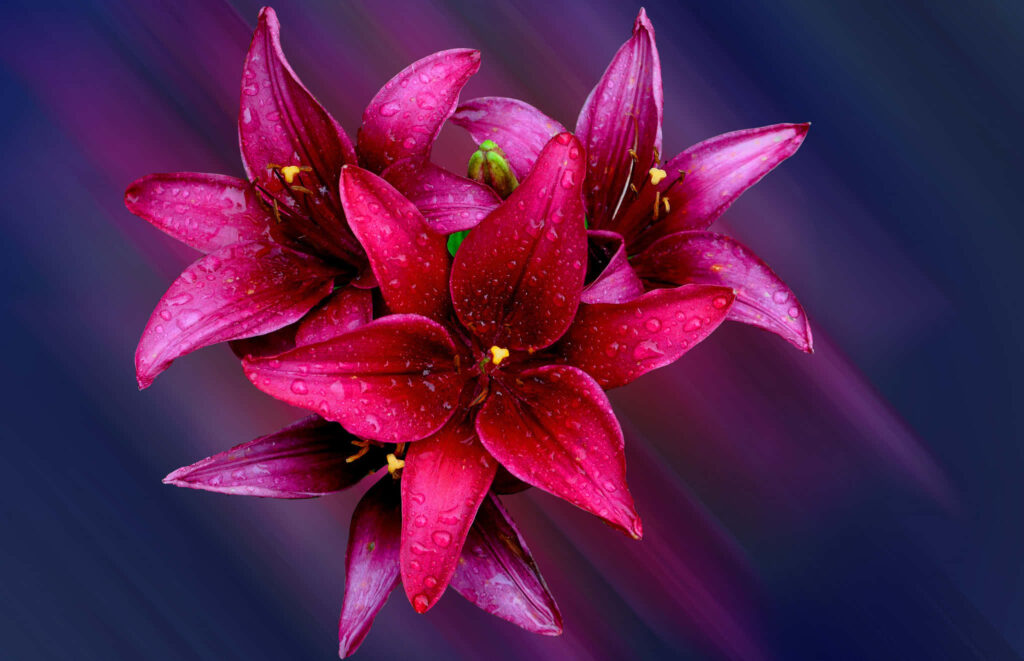 Vibrant Red Lily Flowers with Water Droplets: Stunning Background Wallpaper