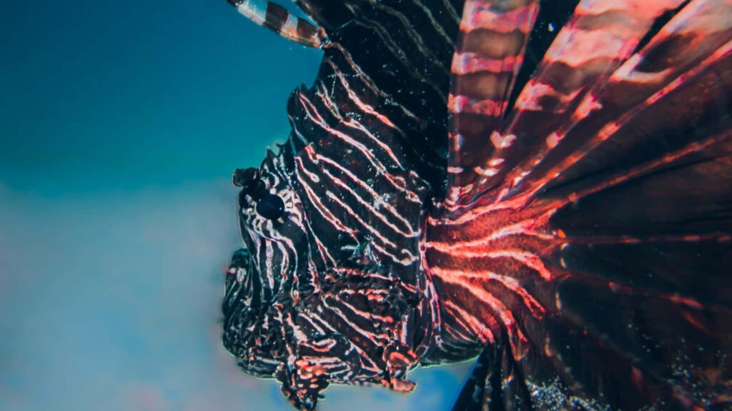 Stunning Red Lionfish Wallpaper: Striking Patterns & Underwater Beauty
