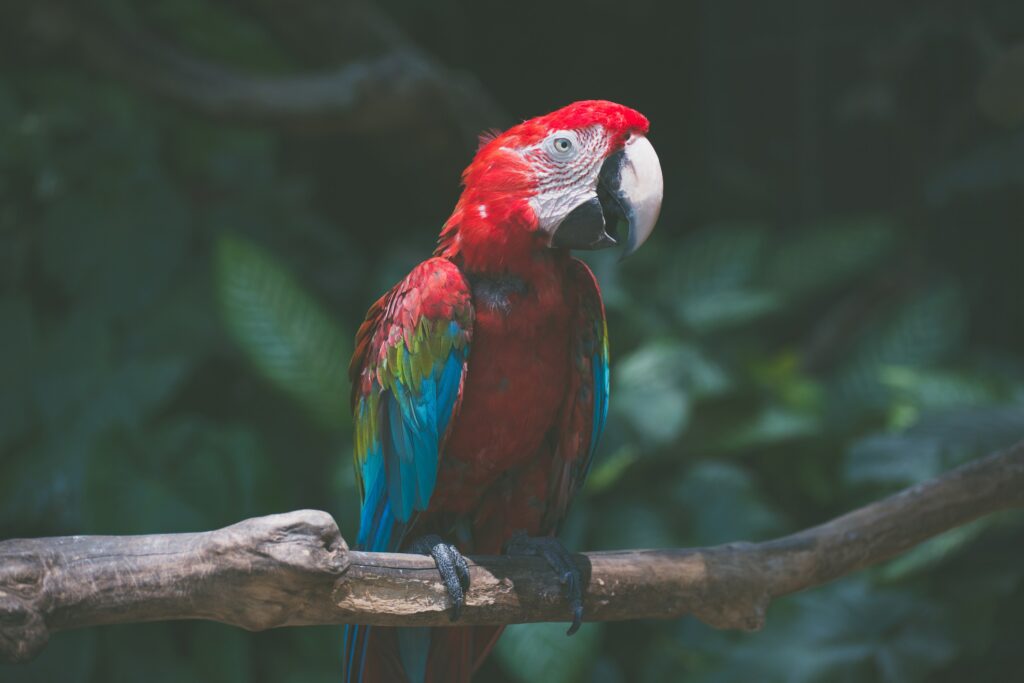 Stunning Red Macaw Wallpaper: Vibrant Nature Background Design