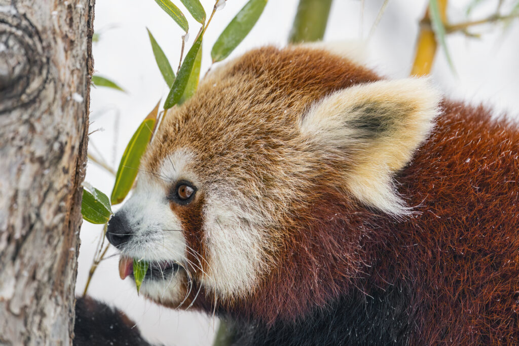Vibrant Red Panda Close-Up Among Lush Green Leaves - Nature Wallpaper