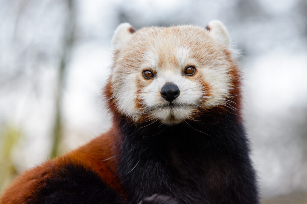 Charming Red Panda Close-Up Wallpaper in Natural Setting