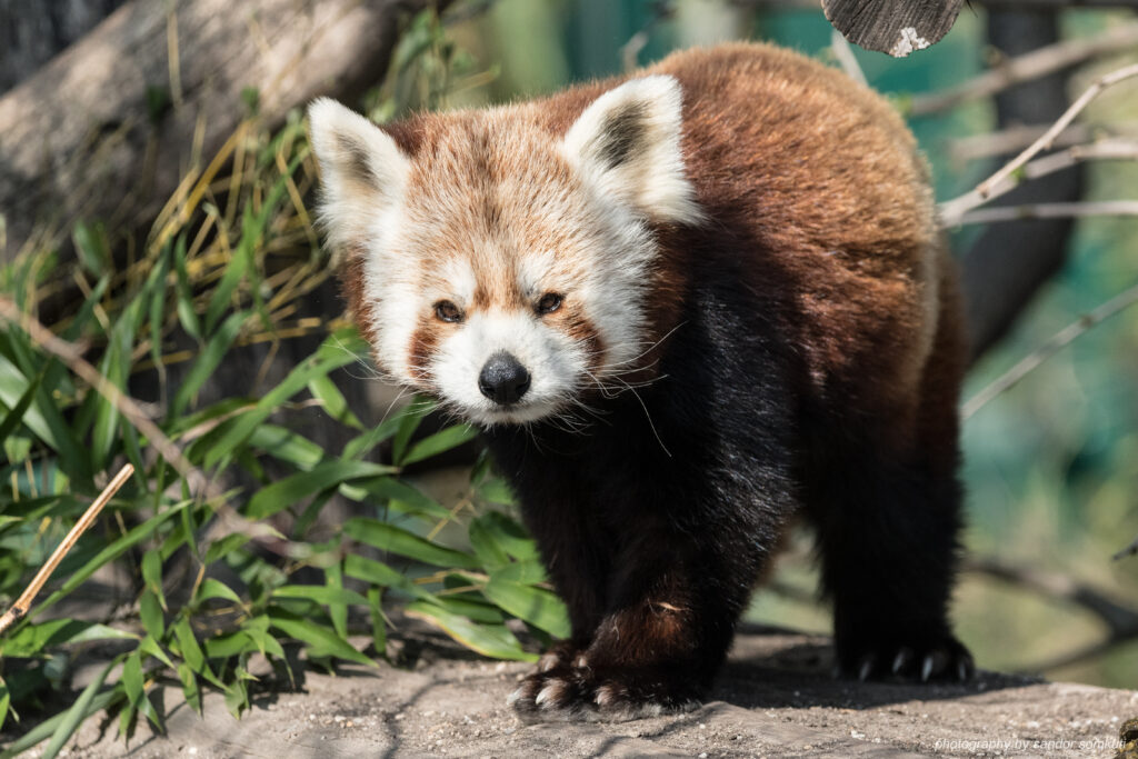 Adorable Red Panda Wallpaper in Lush Natural Background