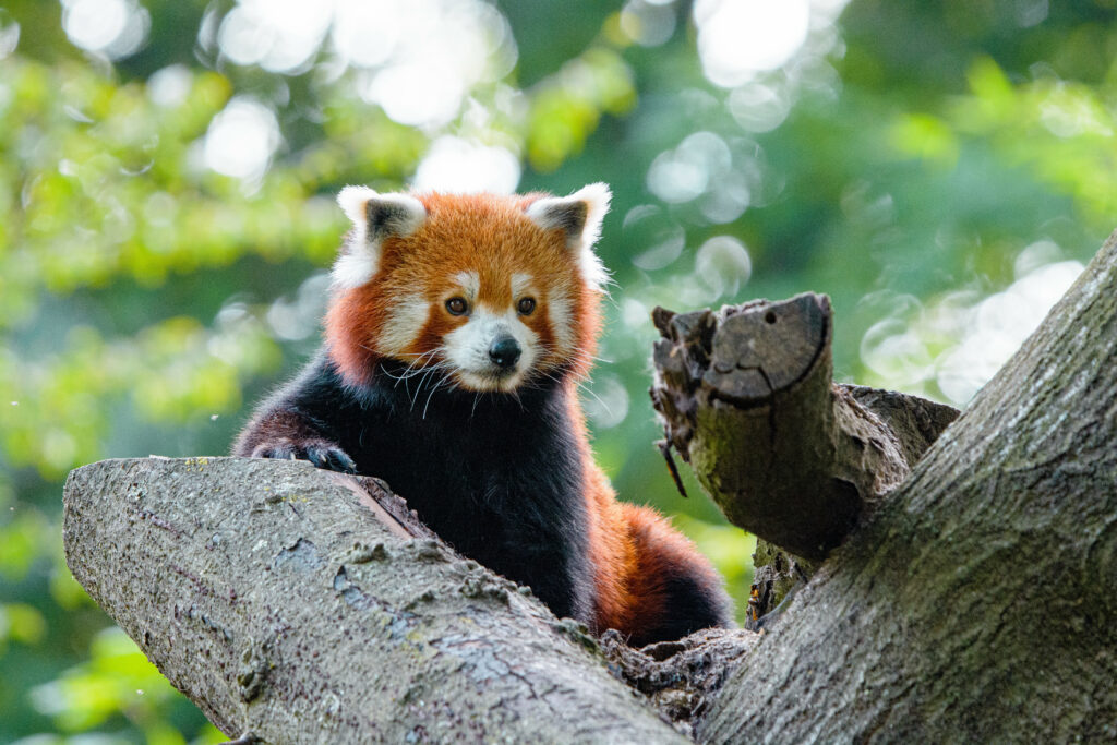 Charming Red Panda Wallpaper: Stunning 6000x4000 Nature Background