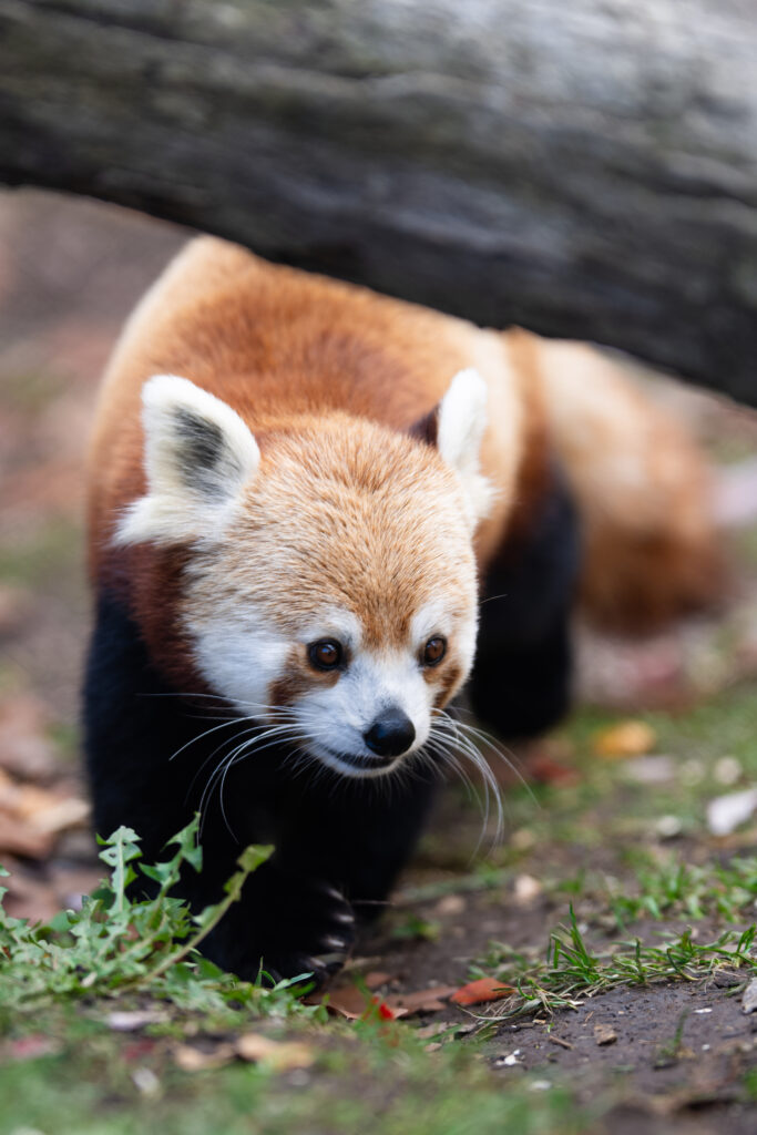Stunning Red Panda Wallpaper in Lush Greenery - Perfect for Animal Lovers