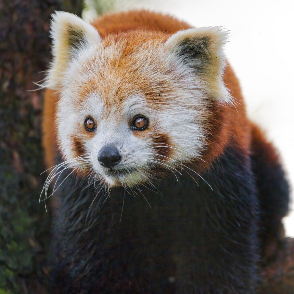 Captivating Red Panda Wallpaper: Wildlife Beauty in Forest Branches