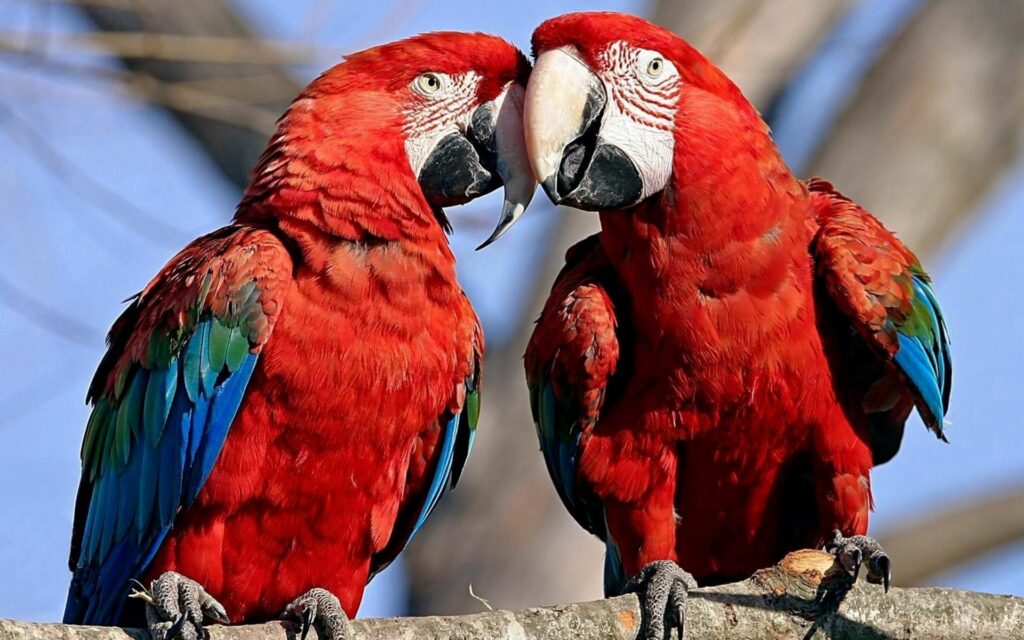 Vibrant 1920x1200 Wallpaper of Two Red Parrots in Blue Sky