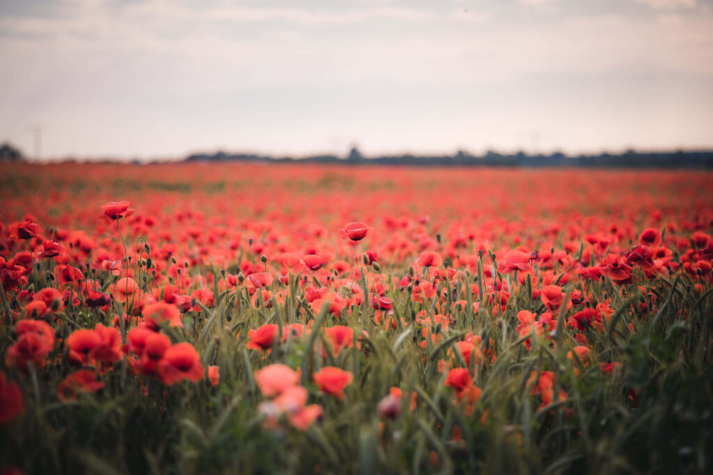 Vibrant Red Poppy Field Under Bright Sky: Stunning Nature Background Wallpaper