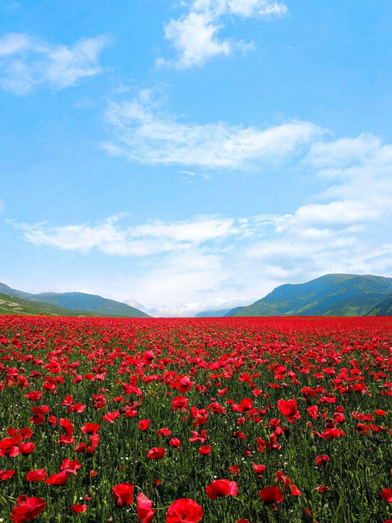 Vibrant Red Poppy Field Wallpaper Under Blue Sky - Nature Beauty