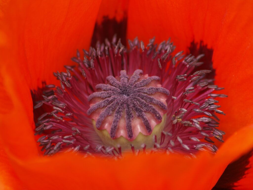 Vibrant Red Poppy Macro: Stunning Flower Wallpaper Background