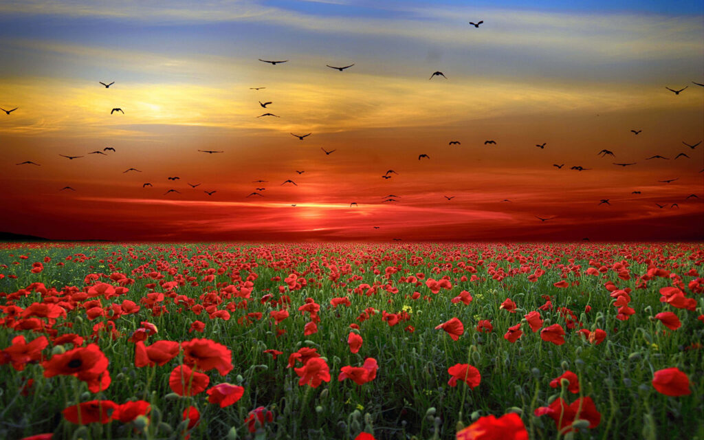 Vibrant Red Poppy Field Sunset Wallpaper - Captivating Nature Scene