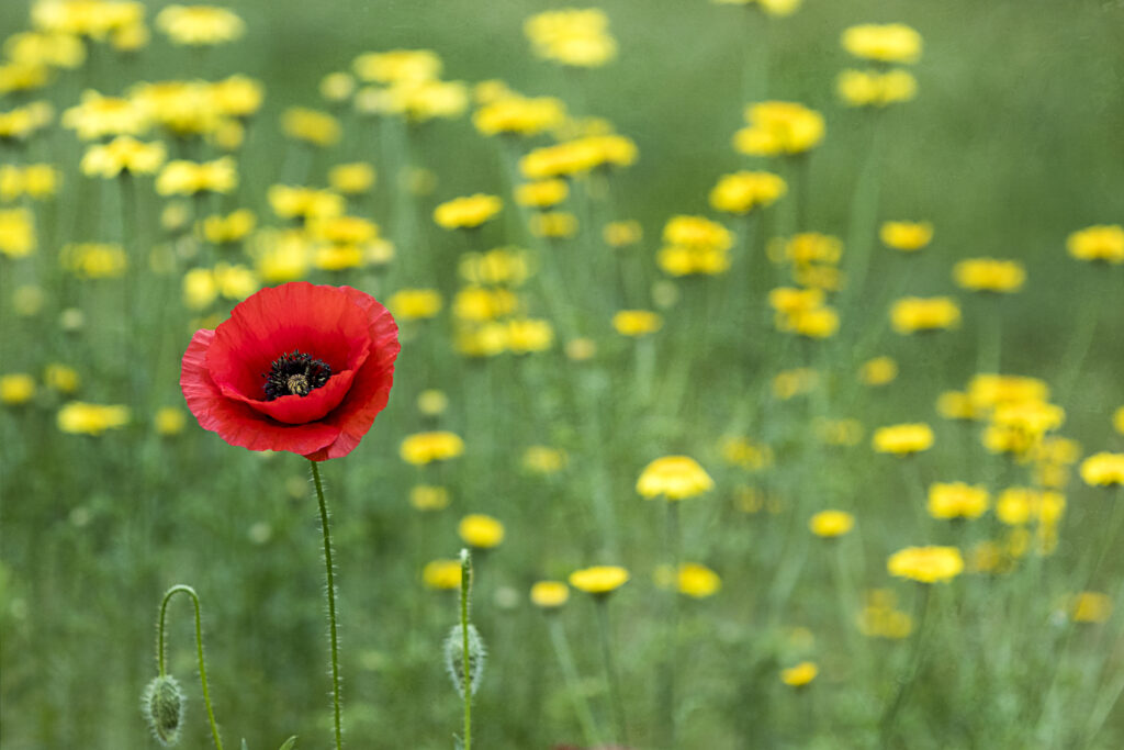Vibrant Red Poppy Macro with Soft Yellow Flower Background Wallpaper