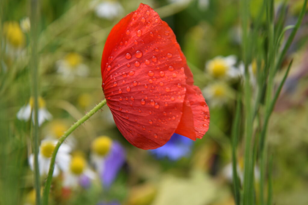 Vibrant Red Poppy Macro with Water Droplets - Stunning Wallpaper Background