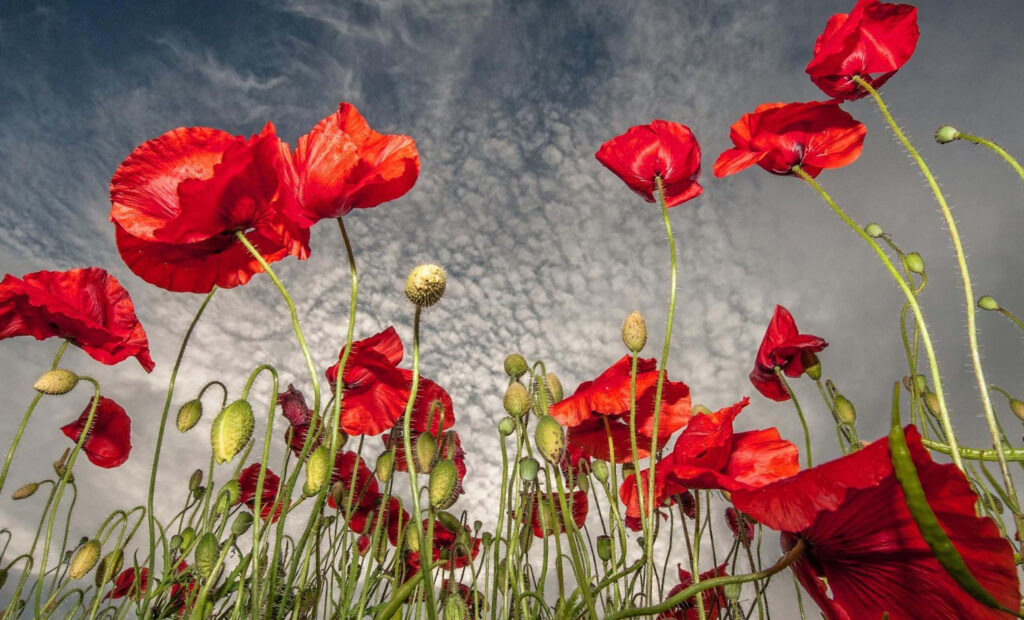 Vibrant Red Poppies Wallpaper Against Dramatic Sky Background