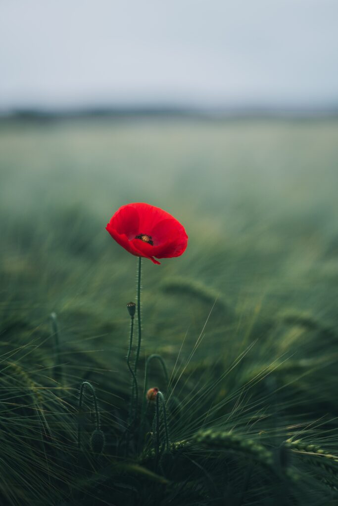Vivid Red Poppy Flower Against a Soft Green Grass Background Wallpaper