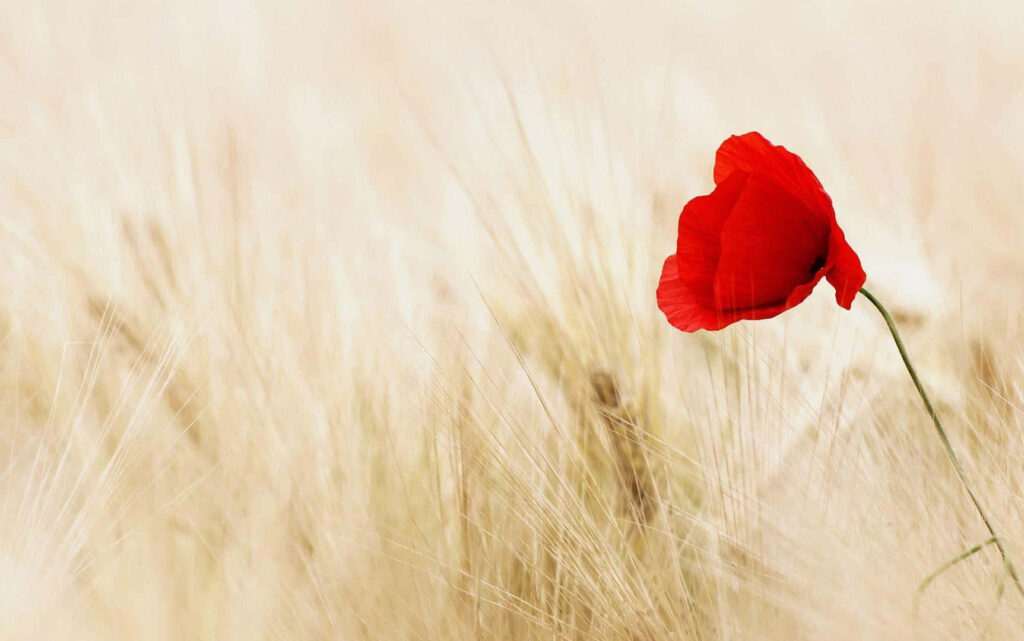 Vibrant Red Poppy in Golden Field - Beautiful Wallpaper Background