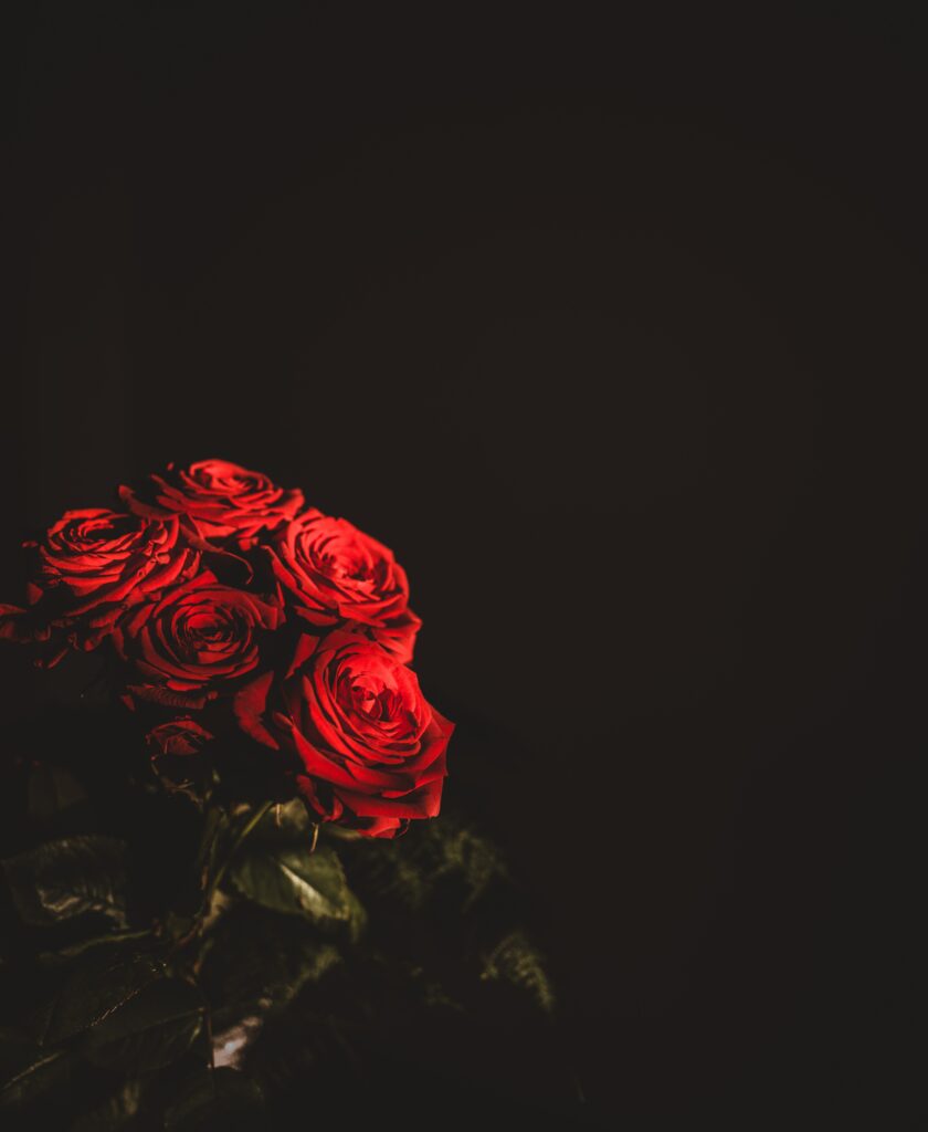 Vibrant Red Roses Wallpaper on Dark Background - Stunning Floral Art