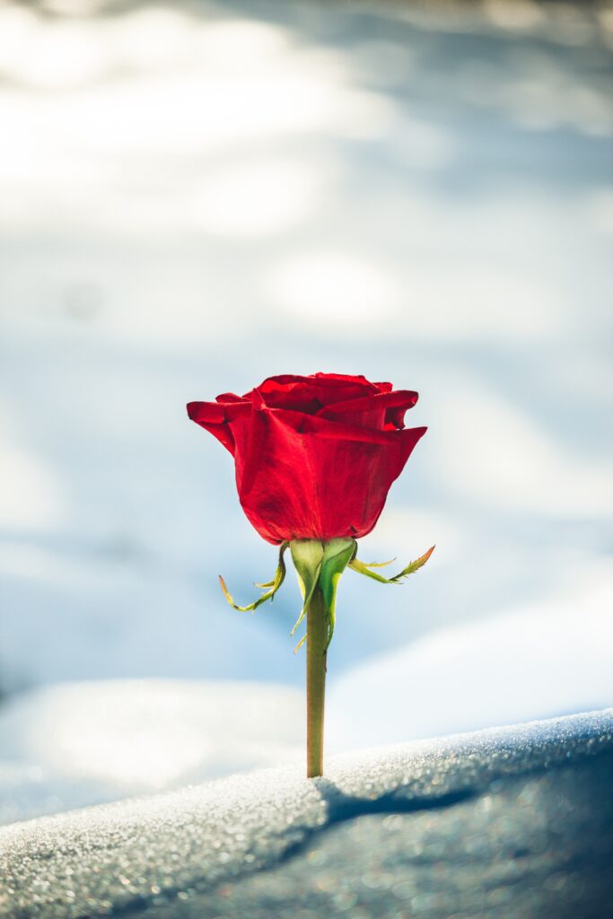 Stunning Red Rose Bud on Soft Focus Snowy Background Wallpaper