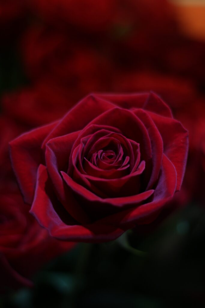 Stunning Close-Up of a Vibrant Red Rose Bud Wallpaper Background