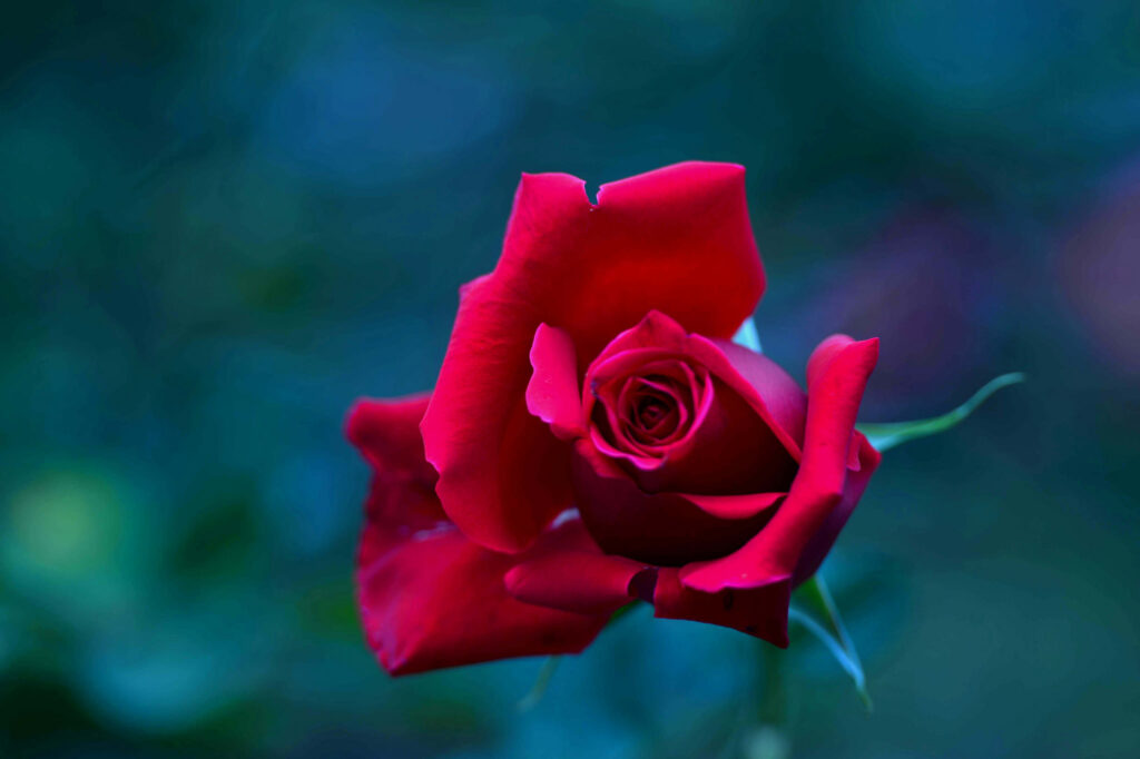 Close-Up of Blooming Red Rose: Delicate Petals Wallpaper Background