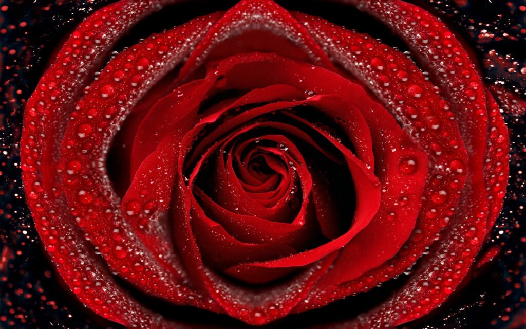 Close-Up of Red Rose with Dew Drops - Vibrant Wallpaper Background